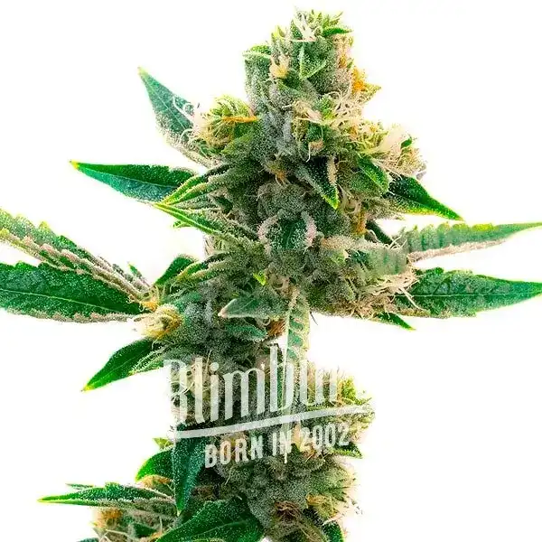 Triangle Kush (Blimburn Seeds) – offizielles Produktbild