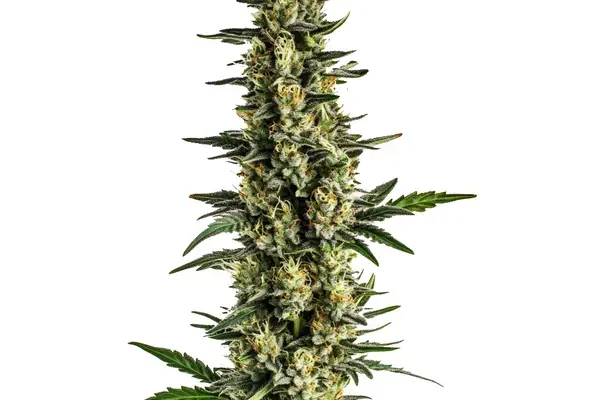 Triple XL Auto (Blimburn Seeds) – offizielles Produktbild