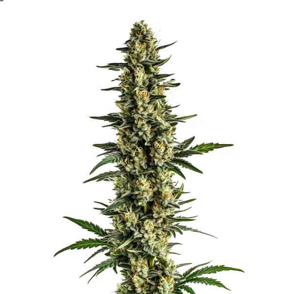 Triple XL Auto (Blimburn Seeds) – offizielles Produktbild