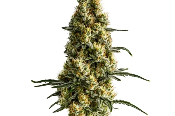 Tropi BCN x Pineaple Sherbet Regulär (Blimburn Seeds) – offizielles Produktbild