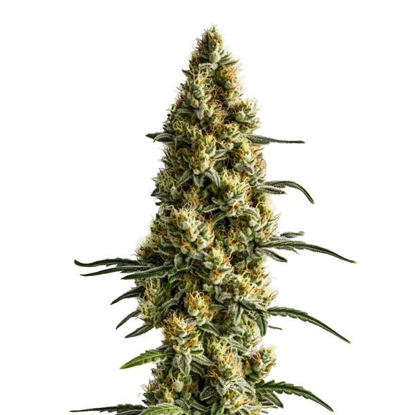 Tropi BCN x Pineaple Sherbet Regulär (Blimburn Seeds) – offizielles Produktbild