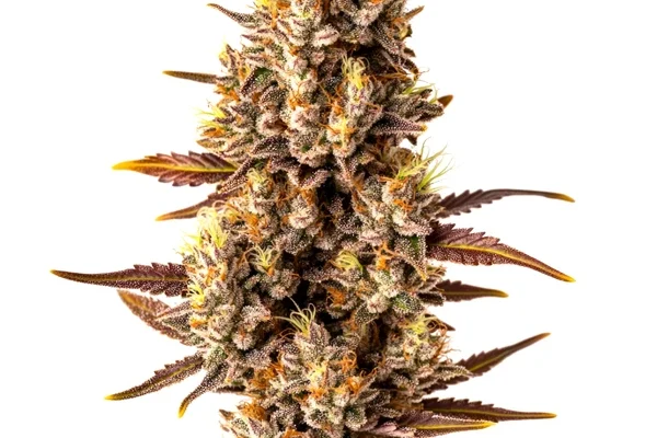 Tropicana Cookies Schnellversion (Blimburn Seeds) – offizielles Produktbild