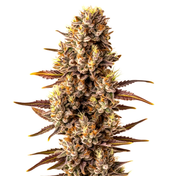 Tropicana Cookies Schnellversion (Blimburn Seeds) – offizielles Produktbild