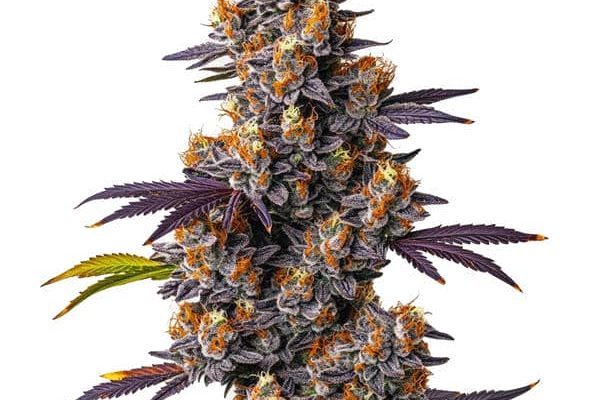 Tropicana Cookies Purple (Blimburn Seeds) – offizielles Produktbild