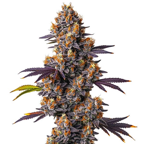 Tropicana Cookies Purple (Blimburn Seeds) – offizielles Produktbild