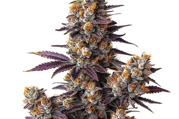 Tropicana Cookies Purple Auto (Blimburn Seeds) – offizielles Produktbild