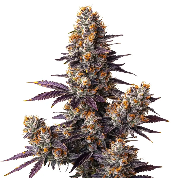 Tropicana Cookies Purple Auto (Blimburn Seeds) – offizielles Produktbild