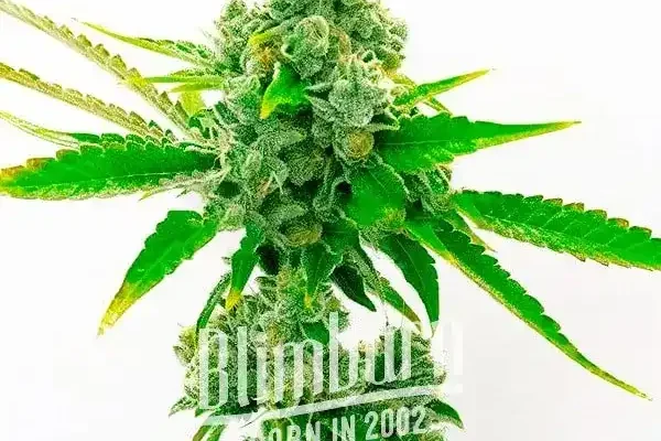 True OG (Blimburn Seeds) – offizielles Produktbild