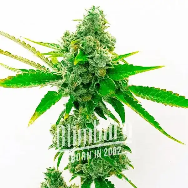 True OG (Blimburn Seeds) – offizielles Produktbild
