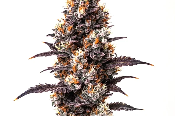 Ultra Violet OG (Blimburn Seeds) – offizielles Produktbild