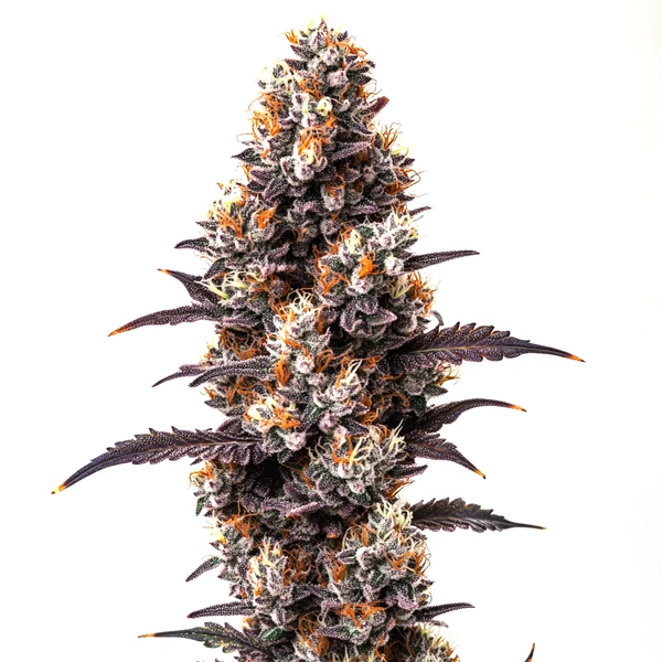 Ultra Violet OG (Blimburn Seeds) – offizielles Produktbild