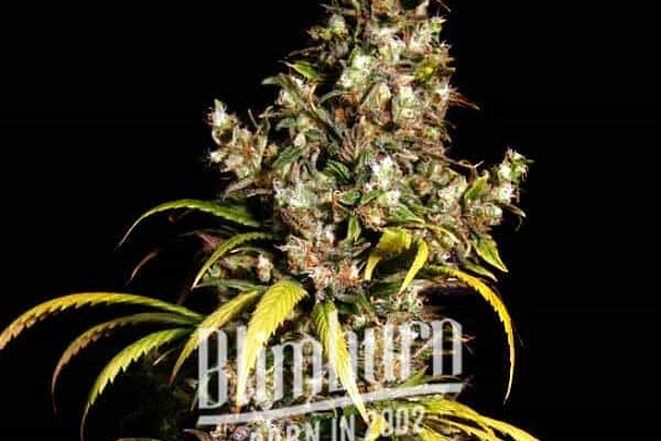 Uzbekistan x Do-Si-Dos (Blimburn Seeds) – offizielles Produktbild