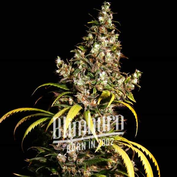 Uzbekistan x Do-Si-Dos (Blimburn Seeds) – offizielles Produktbild