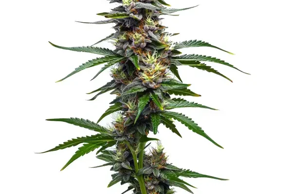 Vanilla Frosting (Blimburn Seeds) – offizielles Produktbild