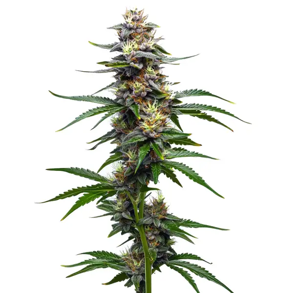 Vanilla Frosting (Blimburn Seeds) – offizielles Produktbild