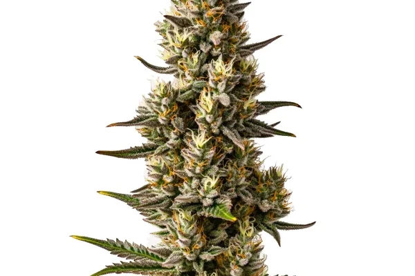 Velvet Lushers (Blimburn Seeds) – offizielles Produktbild