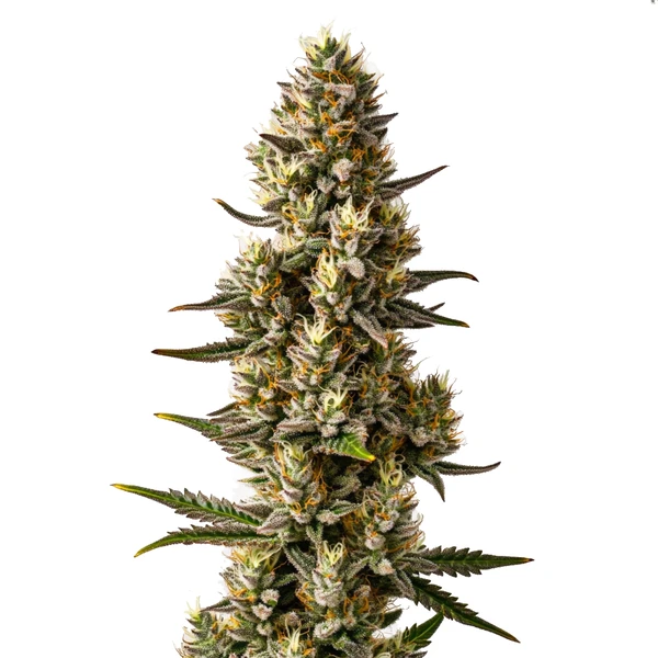 Velvet Lushers (Blimburn Seeds) – offizielles Produktbild