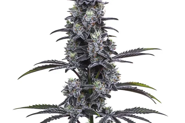 Vice City (Blimburn Seeds) – offizielles Produktbild