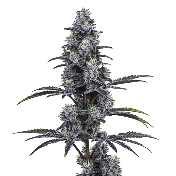 Vice City (Blimburn Seeds) – offizielles Produktbild