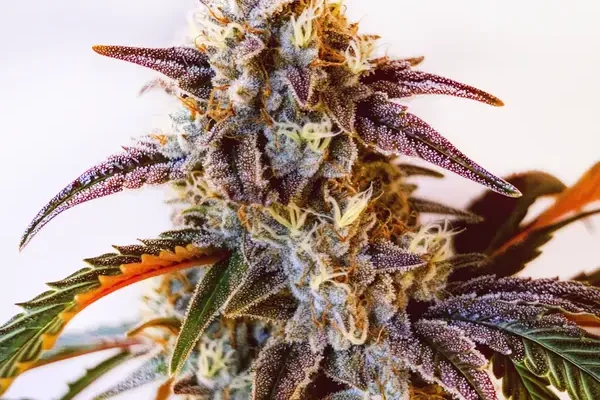 Watermelon Zkittlez (Blimburn Seeds) – offizielles Produktbild