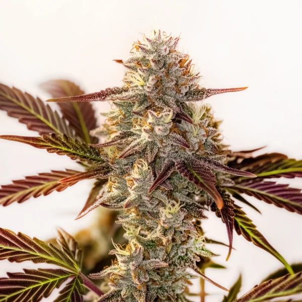 Watermelon Zkittlez Auto (Blimburn Seeds) – offizielles Produktbild