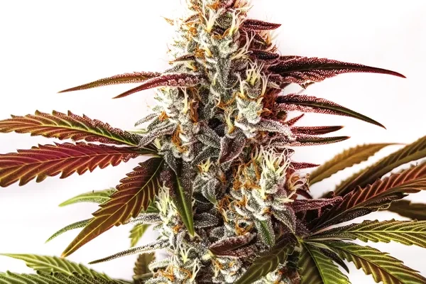 Watermelon Zkittlez Schnellversion (Blimburn Seeds) – offizielles Produktbild