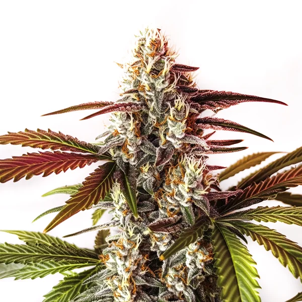 Watermelon Zkittlez Schnellversion (Blimburn Seeds) – offizielles Produktbild