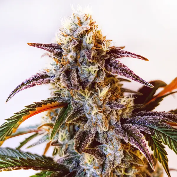 Watermelon Zkittlez (Blimburn Seeds) – offizielles Produktbild