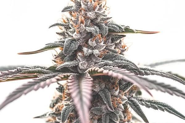 Wedding Cake (Blimburn Seeds) – offizielles Produktbild