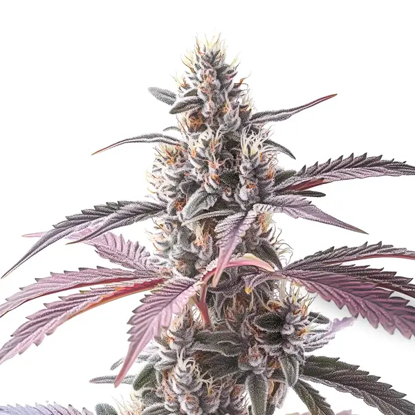 Wedding Cake x Animal Mints (Blimburn Seeds) – offizielles Produktbild