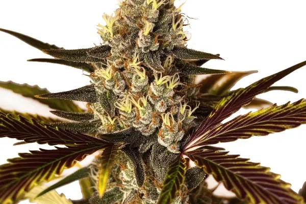 Wedding Cake x Do-Si-Dos (Blimburn Seeds) – offizielles Produktbild