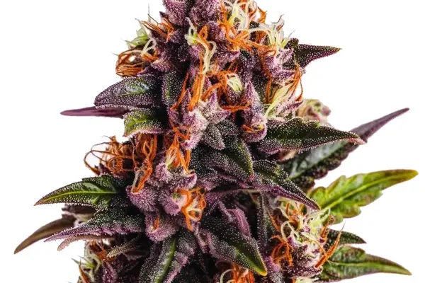 Wedding Cake x Forbidden Fruit (Blimburn Seeds) – offizielles Produktbild