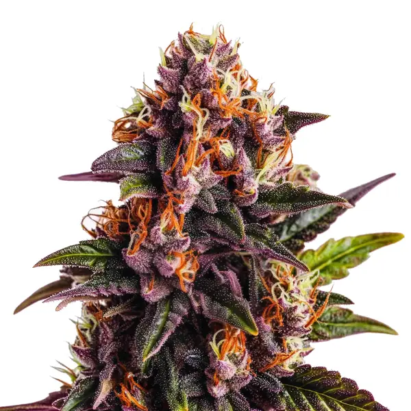 Wedding Cake x Forbidden Fruit (Blimburn Seeds) – offizielles Produktbild