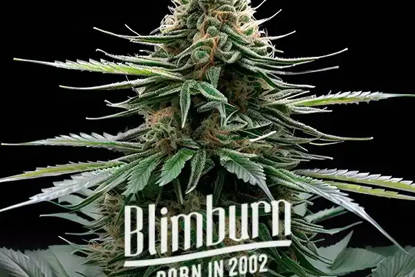 Wedding Cake x Zkittlez Auto (Blimburn Seeds) – offizielles Produktbild