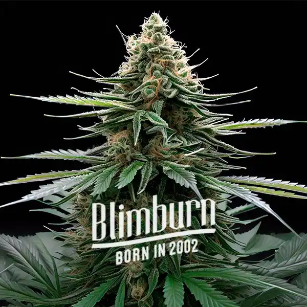 Wedding Cake x Zkittlez Auto (Blimburn Seeds) – offizielles Produktbild