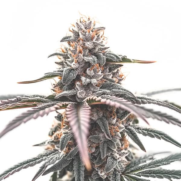 Wedding Cake (Blimburn Seeds) – offizielles Produktbild