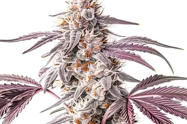 Wedding Crasher (Blimburn Seeds) – offizielles Produktbild