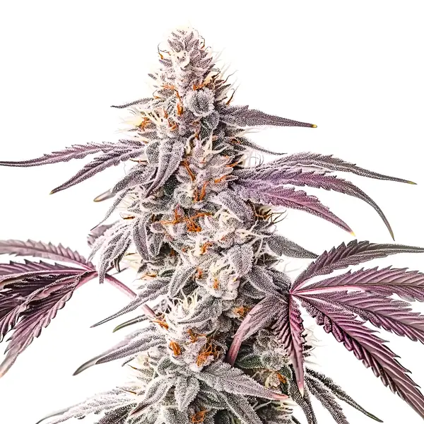 Wedding Crasher (Blimburn Seeds) – offizielles Produktbild