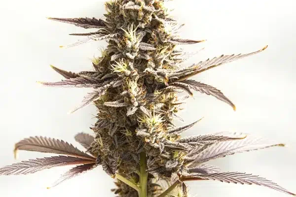 Whiskey Zulu Auto (Blimburn Seeds) – offizielles Produktbild