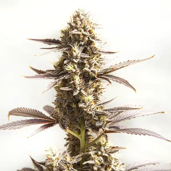 Whiskey Zulu Auto (Blimburn Seeds) – offizielles Produktbild