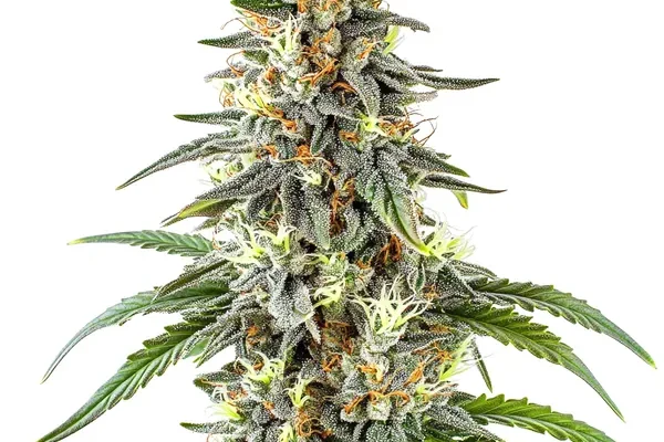White Fire OG (Blimburn Seeds) – offizielles Produktbild
