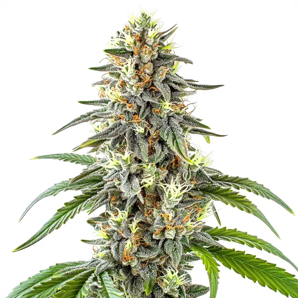 White Fire OG (Blimburn Seeds) – offizielles Produktbild