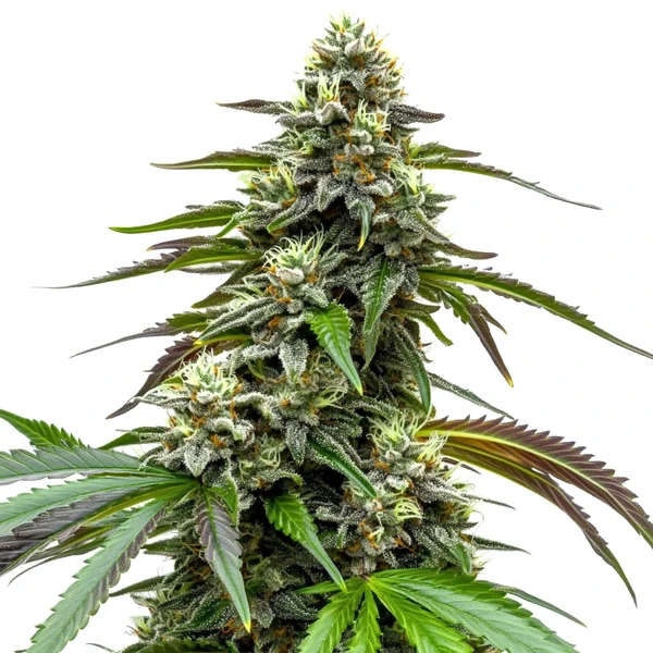 White LSD Auto (Blimburn Seeds) – offizielles Produktbild