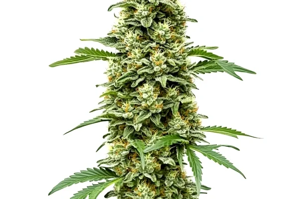 White Russian Schnellversion (Blimburn Seeds) – offizielles Produktbild