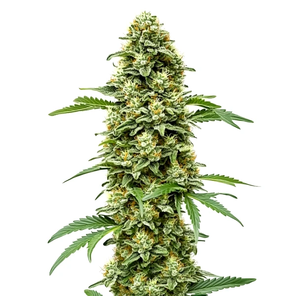 White Russian Schnellversion (Blimburn Seeds) – offizielles Produktbild