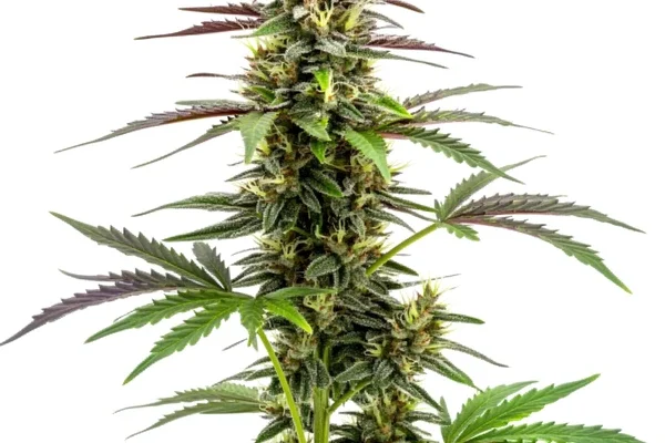 White Widow x Ak47 Schnellversion (Blimburn Seeds) – offizielles Produktbild