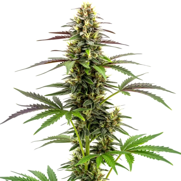 White Widow x Ak47 Schnellversion (Blimburn Seeds) – offizielles Produktbild