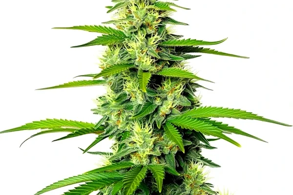 White Widow x California Snow Auto (Blimburn Seeds) – offizielles Produktbild