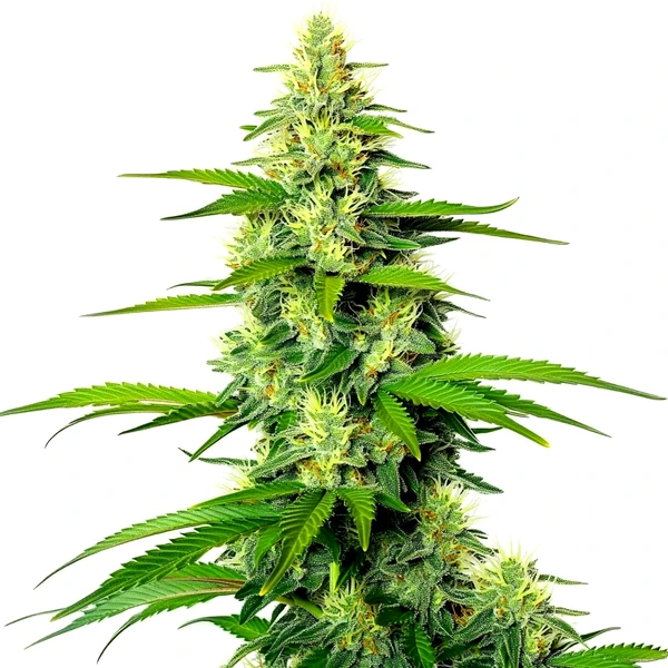 White Widow x California Snow Auto (Blimburn Seeds) – offizielles Produktbild
