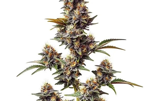 White Widow x Crystal Meth Auto (Blimburn Seeds) – offizielles Produktbild